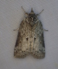 Nycteola