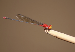 Pseudagrion pilidorsum declaratum