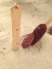 Cynomorium coccineum