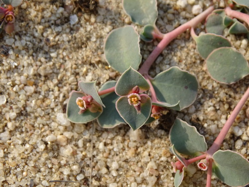 Euphorbia phylloclada
