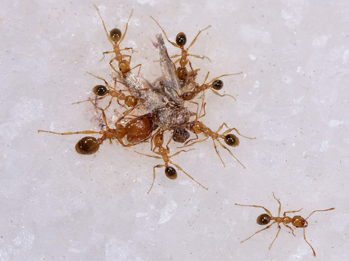 Pheidole balcanicaPheidole balcanica