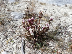 Gentianella serotina