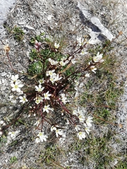 Gentianella serotina