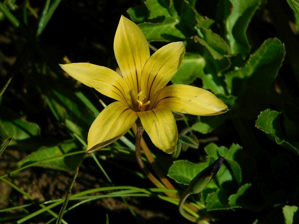 Yellow-striped Sand-crocus from Lokenburg Farm Nieuwoudtville, 8180 ...