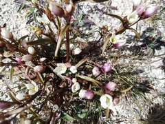 Gentianella serotina