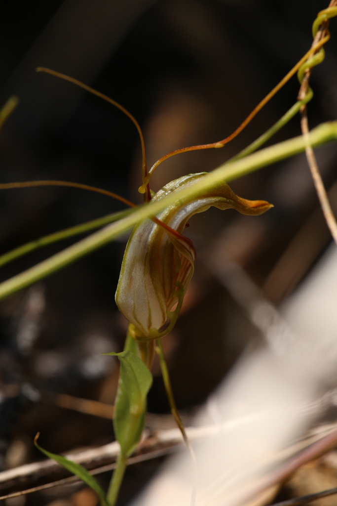 Pterostylis rogersii