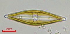 Bacillariophyceae