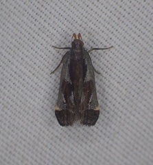 Dichomeris ochripalpella