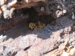 Prolasius advena