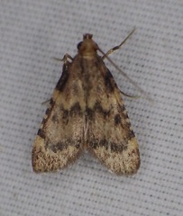 Aglossa
