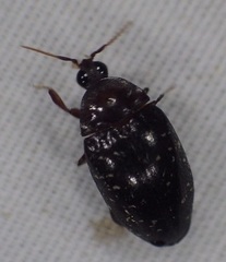 Chelonarium lecontei