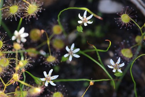 Wurmbea sinora (Wurmbea sinora)