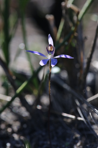 Image of Cyanicula aperta by (c) Hugo Innes, some rights reserved (CC BY)