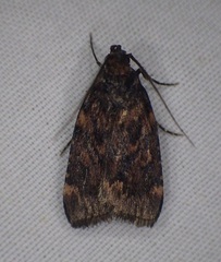 Aglossa