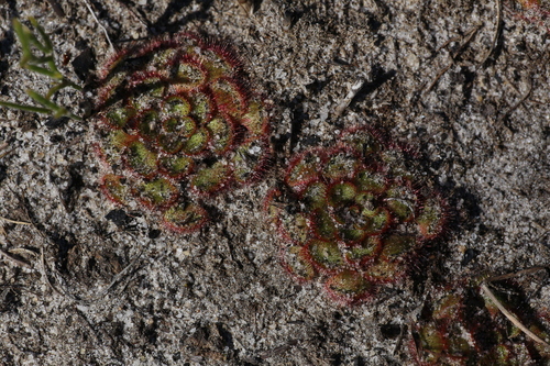Image of Drosera zonaria by (c) Hugo Innes, some rights reserved (CC BY)
