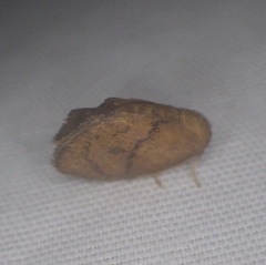 Heterogenea shurtleffi