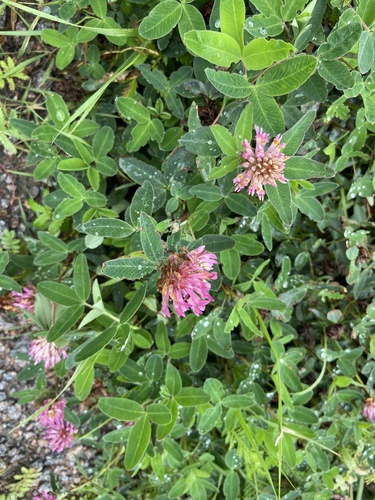 Trifolium medium iNat (1)