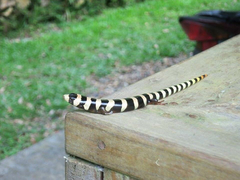 Banded Galliwasp photo 3