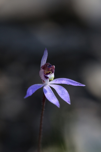 Image of Cyanicula aperta by (c) Hugo Innes, some rights reserved (CC BY)