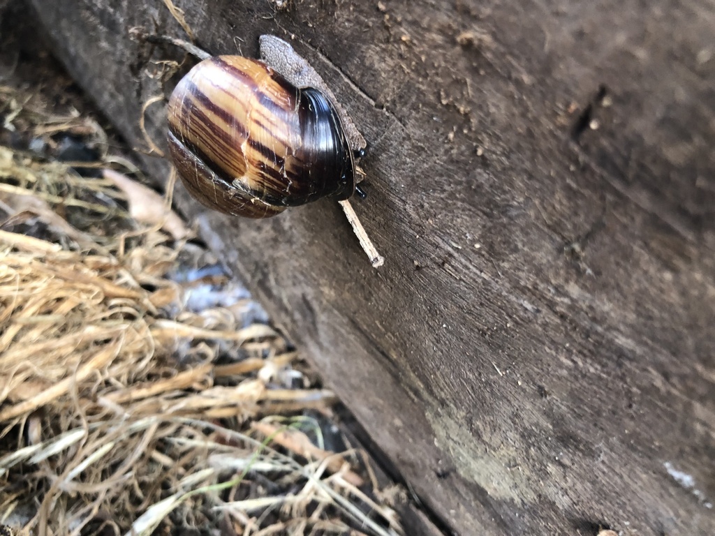 Fraser's Banded Snail From Lamington National Park Rd, Cainbable, Qld 