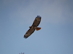 Buteo jamaicensis