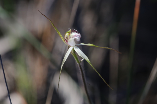 Image of Caladenia cruscula by (c) Hugo Innes, some rights reserved (CC BY)