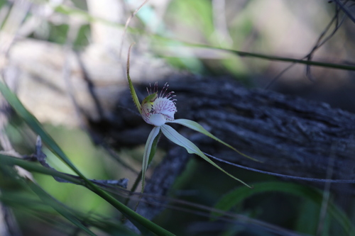 Image of Caladenia cruscula by (c) Hugo Innes, some rights reserved (CC BY)
