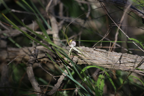 Image of Caladenia cruscula by (c) Hugo Innes, some rights reserved (CC BY)