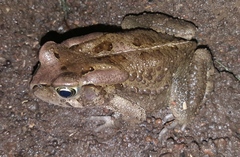 Sclerophrys capensis