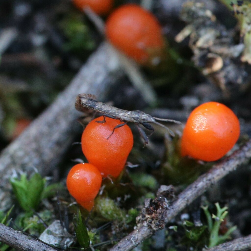 Darwinocoris