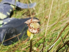 Conocephalus bilineatus
