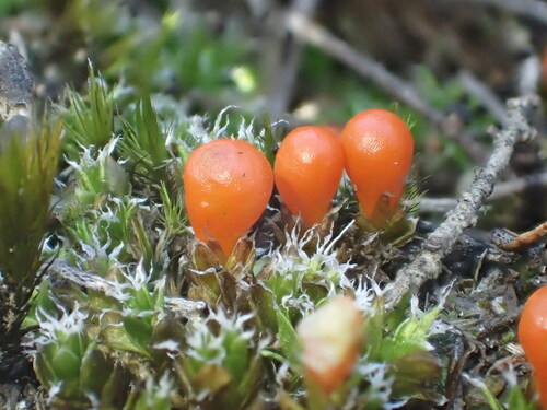 Image of Pleurophascum occidentale by (c) Hugo Innes, some rights reserved (CC BY)