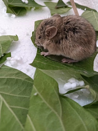 Allocricetulus curtatus · NaturaLista Colombia