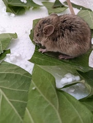 Mongolian Hamster photo 1