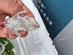 Mongolian Hamster photo 2
