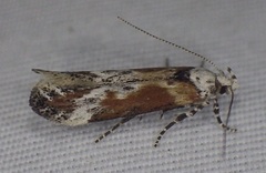 Gnorimoschema septentrionella