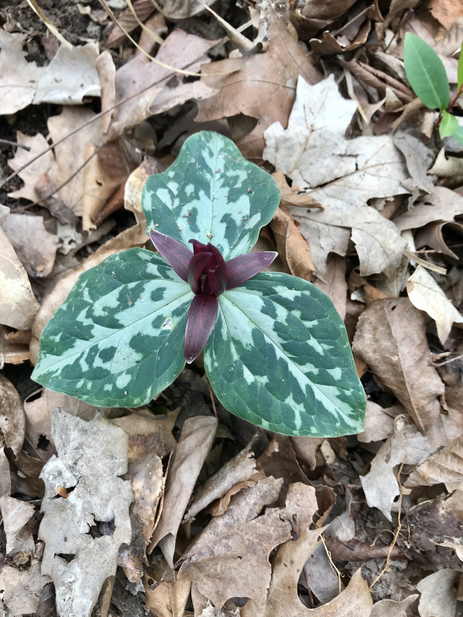 Trillium foetidissimum