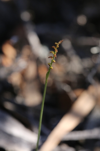 Image of Genoplesium nigricans by (c) Hugo Innes, some rights reserved (CC BY)