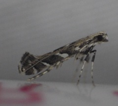 Leucospilapteryx venustella