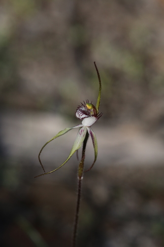 Image of Caladenia cruscula by (c) Hugo Innes, some rights reserved (CC BY)