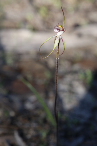 Image of Caladenia cruscula by (c) Hugo Innes, some rights reserved (CC BY)