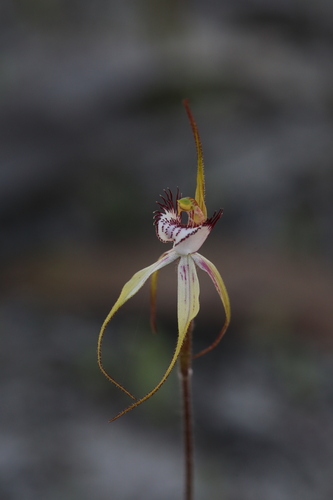 Image of Caladenia cruscula by (c) Hugo Innes, some rights reserved (CC BY)