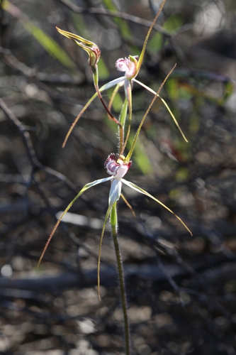 Image of Caladenia cruscula by (c) Hugo Innes, some rights reserved (CC BY)