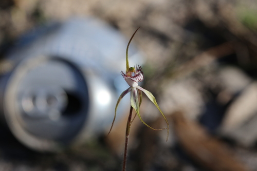 Image of Caladenia cruscula by (c) Hugo Innes, some rights reserved (CC BY)