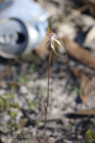 Image of Caladenia cruscula by (c) Hugo Innes, some rights reserved (CC BY)