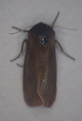 Phragmatobia