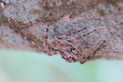 Phaeacius malayensis