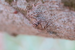 Phaeacius malayensis