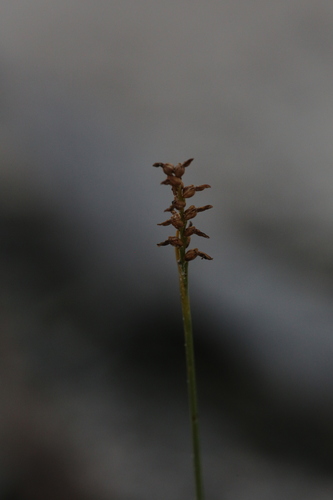 Mallee Midge Orchid (Genoplesium nigricans)