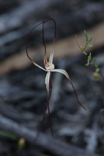 Image of Caladenia microchila by (c) Hugo Innes, some rights reserved (CC BY)